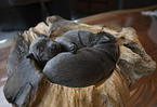 lying Labrador Retriever Puppies