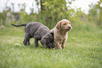Labrador Retriever Puppies on a meadow