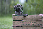 Labrador Retriever Puppy in a box