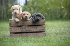 Labrador Retriever Puppies in a box