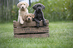 Labrador Retriever Puppies in a box