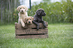 Labrador Retriever Puppies in a box