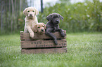 Labrador Retriever Puppies in a box