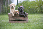 Labrador Retriever Puppies in a box