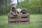 Labrador Retriever Puppies in a box