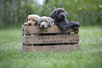 Labrador Retriever Puppies in a box