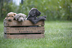 Labrador Retriever Puppies in a box