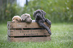 Labrador Retriever Puppies in a box