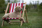 Labrador Retriever Puppy in a deck chair