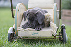 Labrador Retriever Puppy in a dolls pram
