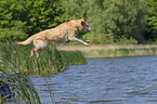 jumping Labrador Retriever