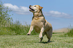 playing Labrador Retriever