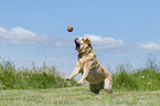 playing Labrador Retriever