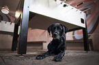lying Labrador Retriever