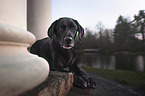 lying Labrador Retriever