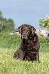 sitting Labrador Retriever