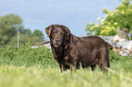 standing Labrador Retriever