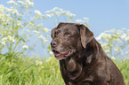 Labrador Retriever portrait