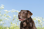 Labrador Retriever portrait