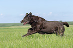 running Labrador Retriever
