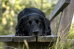 lying Labrador Retriever