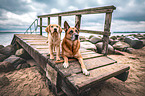 Labrador Retriever and German Shepherd Dog