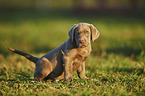 sitting Labrador Retriever Puppy