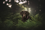 Labrador Retriever portrait
