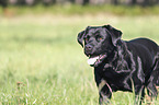 black Labrador Retriever