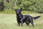 Labrador Retriever stands on meadow