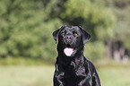 Labrador Retriever Portrait
