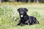 Labrador Retriever lies on meadow