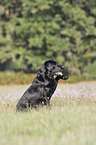 sitting Labrador Retriever