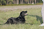woman with Labrador Retriever