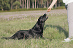woman with Labrador Retriever