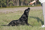 woman with Labrador Retriever