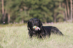 Labrador Retriever lies on meadow