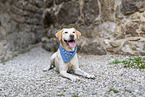 blonde Labrador Retriever