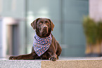 brown Labrador Retriever