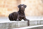brown Labrador Retriever