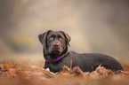 lying Labrador Retriever