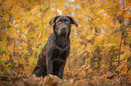 sitting Labrador Retriever