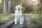 sitting Labrador Retriever