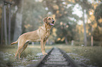 standing Labrador Retriever
