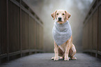 sitting Labrador Retriever