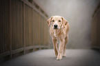 walking Labrador Retriever