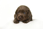 lying Labrador Retriever Puppy
