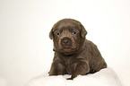 Labrador Retriever Puppy