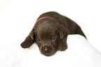lying Labrador Retriever Puppy