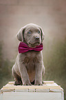 Labrador Retriever Puppy on a box